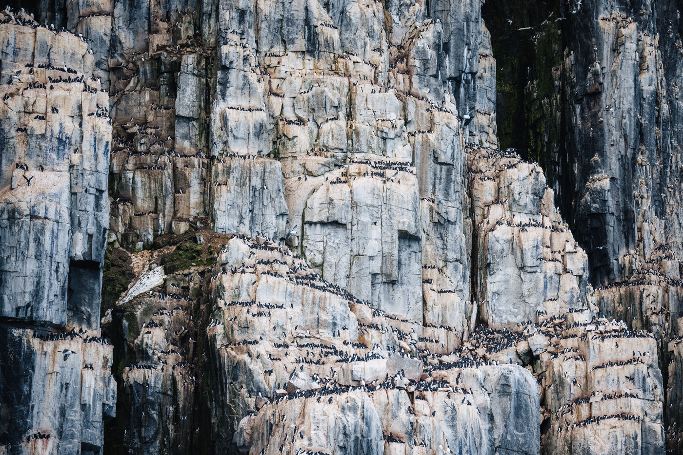 Basalt cliff completely covered in nesting seabirds