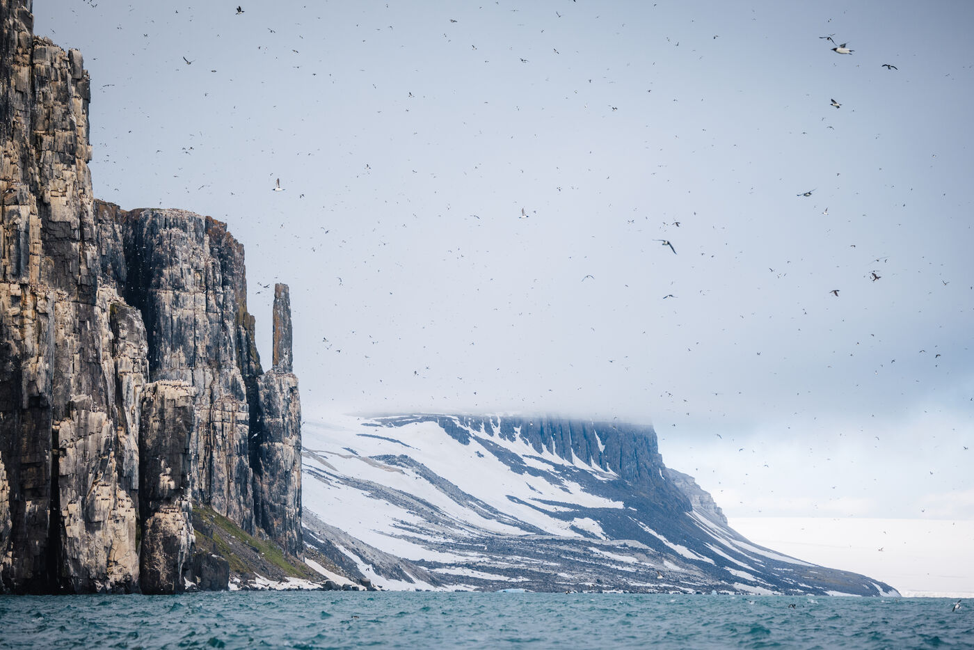 Multiple seabirds in flight against white sky near cliff