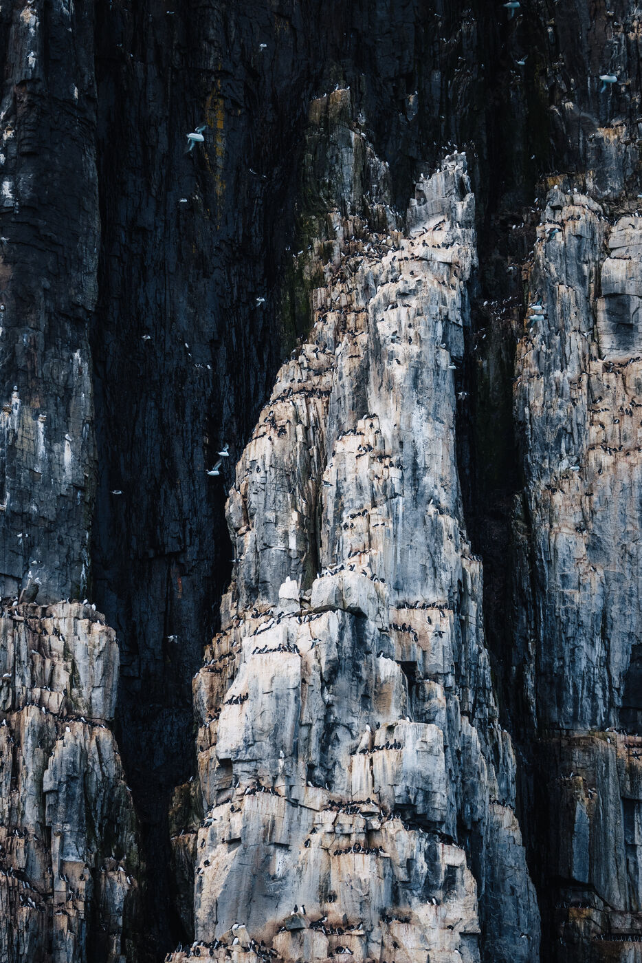 Seabirds flying and perching on dark rock face