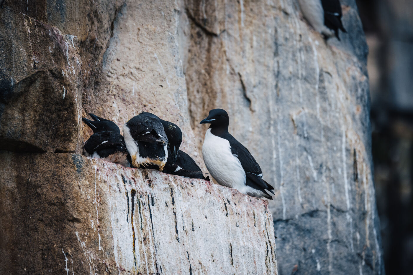 Brünnich's guillemots huddled on a narrow cliff ledge