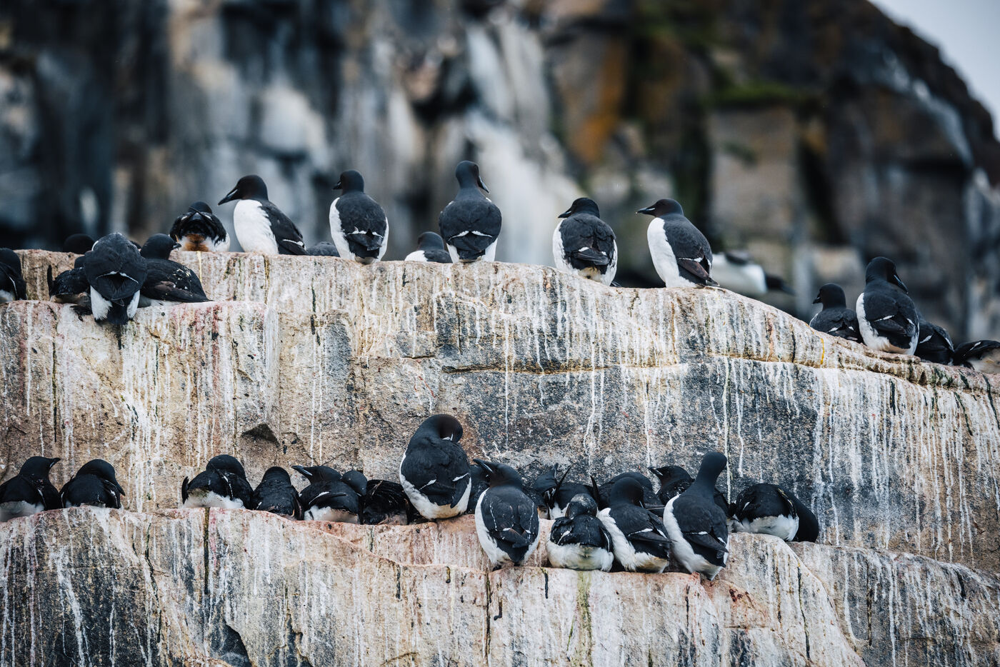 Colony of thick-billed murres perched on guano-covered rock ledge at Alkefjellet