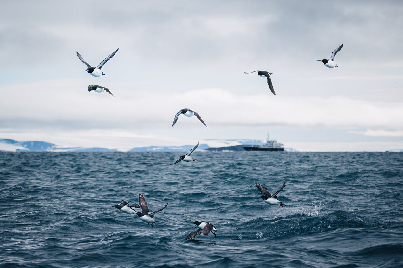 Seabirds flying low over Arctic waters with the Kinfish visible in the distance