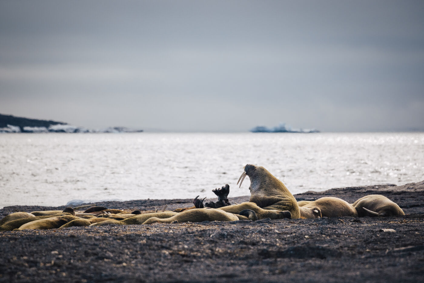 Group of walruses on black sand with water and mountains beyond