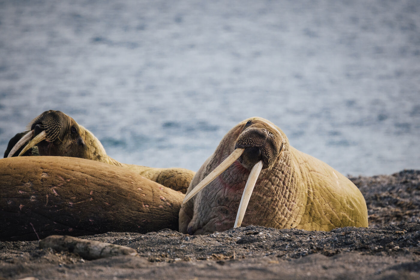 Adult walrus with tusks on beach, another walrus nearby