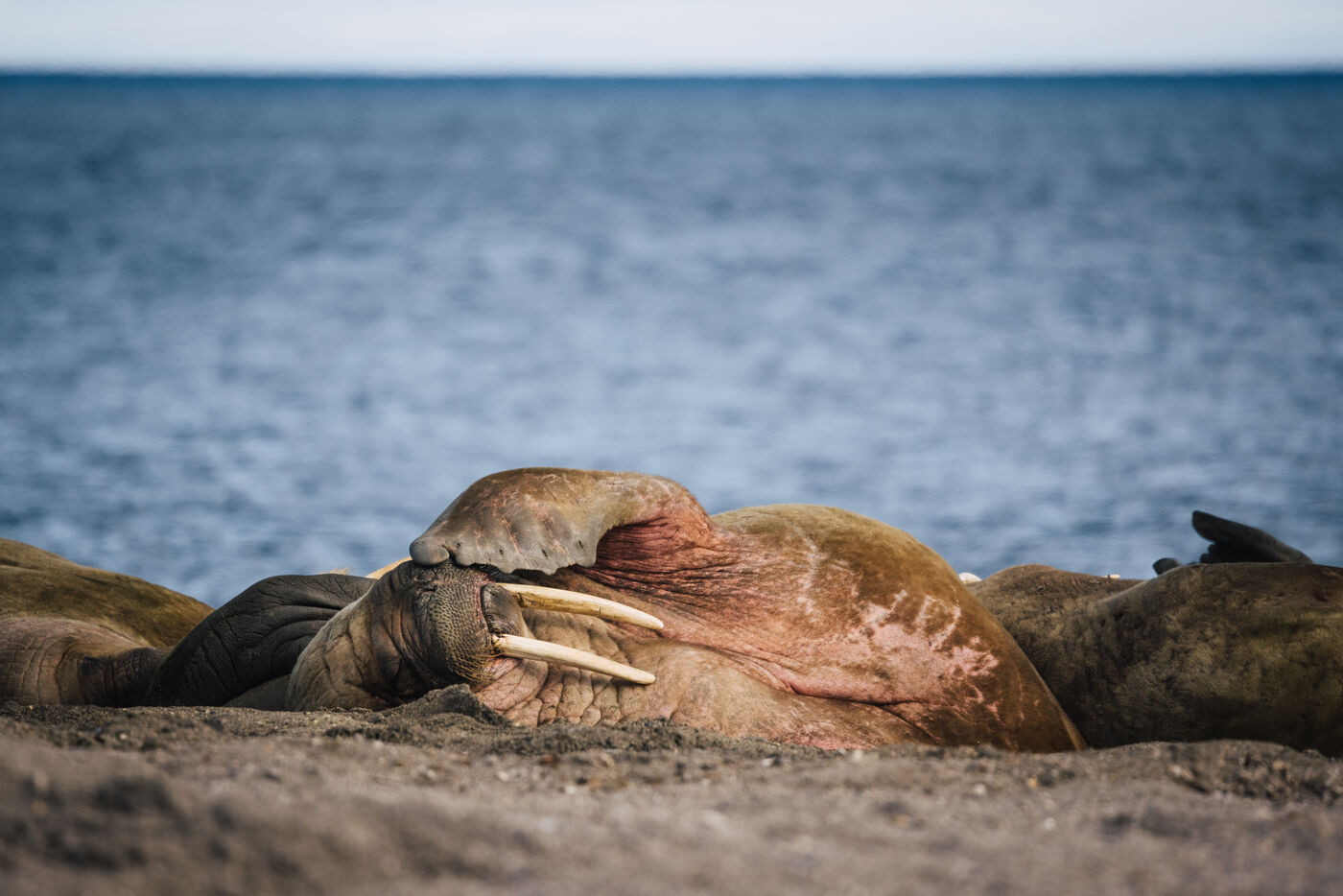 Two adult walruses with prominent tusks on shore