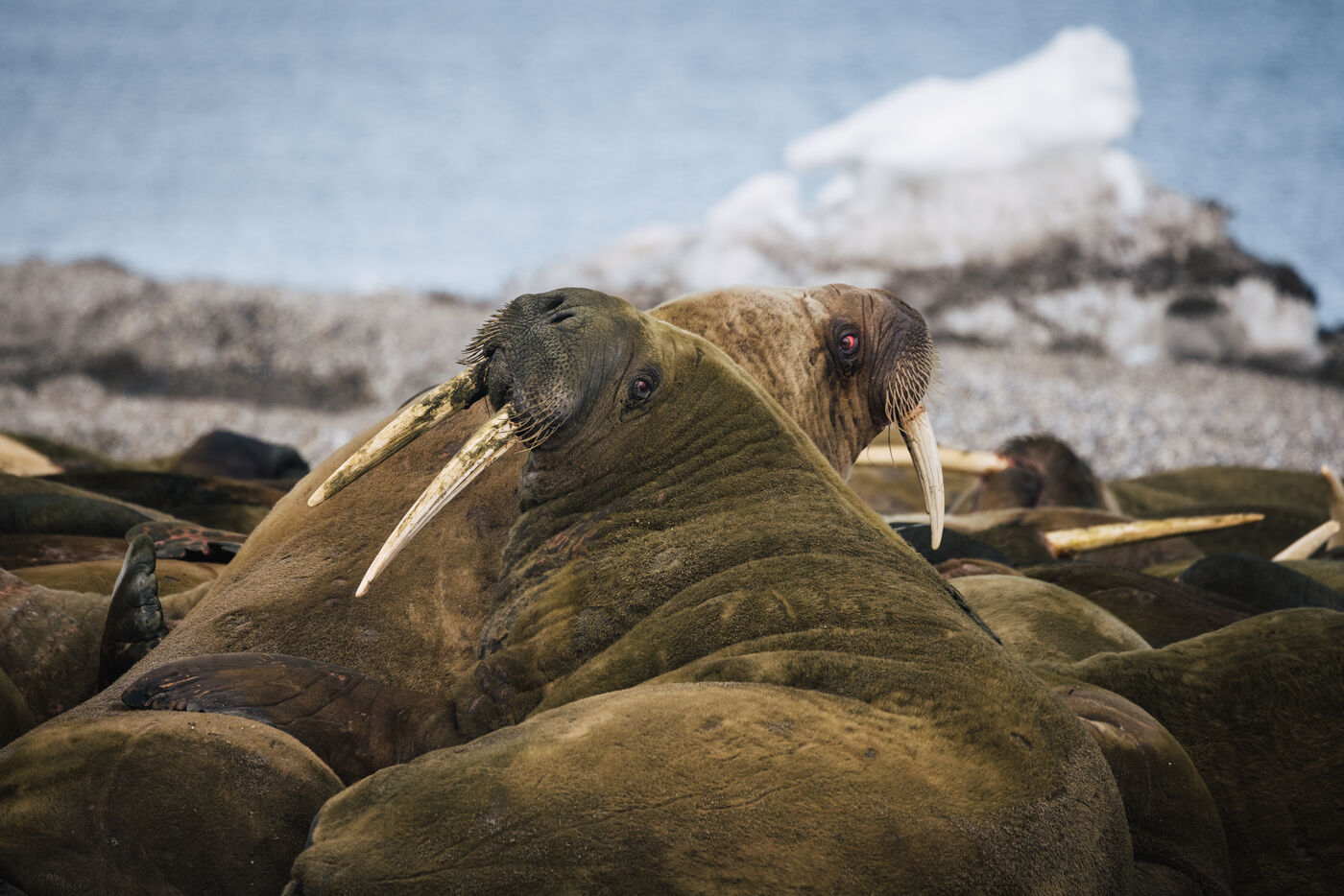 Multiple walruses hauled out on shore in relaxed poses