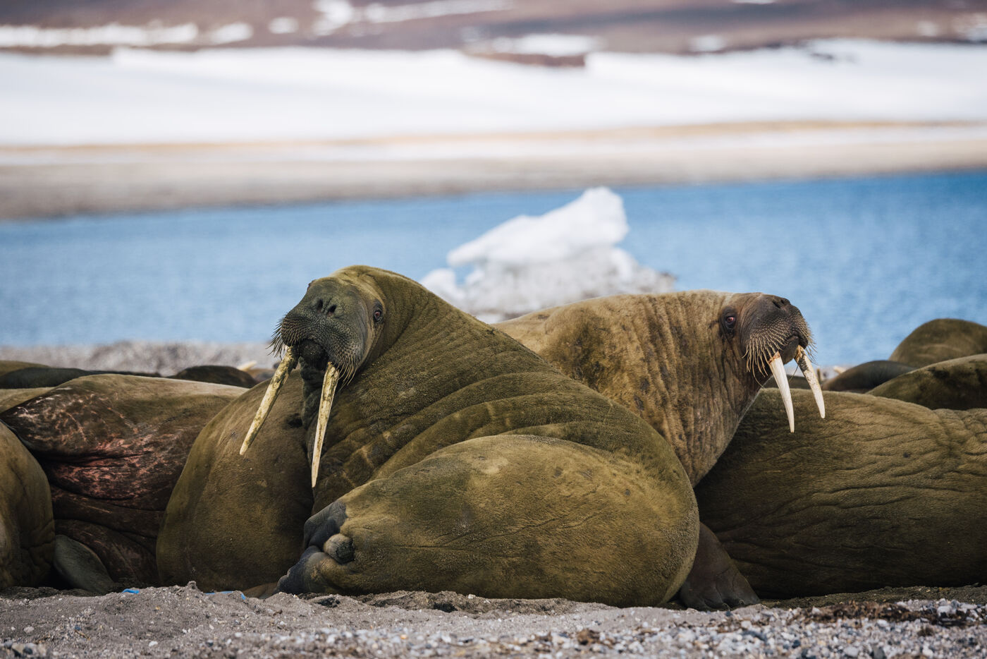 Walruses resting in groups on the black sand beach