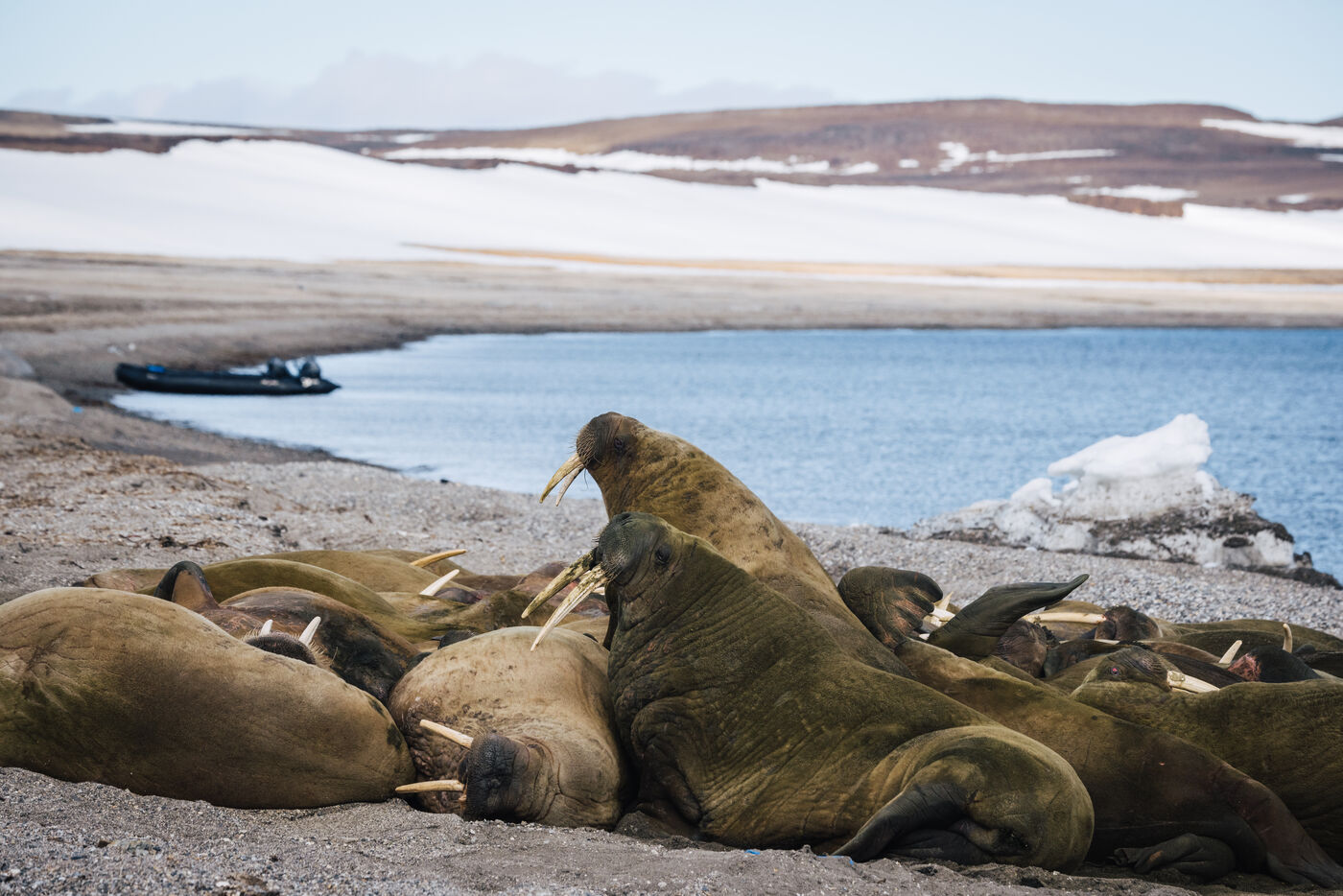 Walruses clustered on the beach with a zodiac pulled up on the shore behind