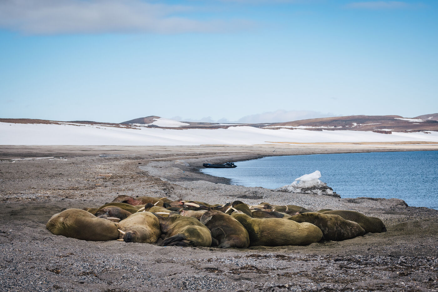 Multiple tusked walruses sprawled across beach