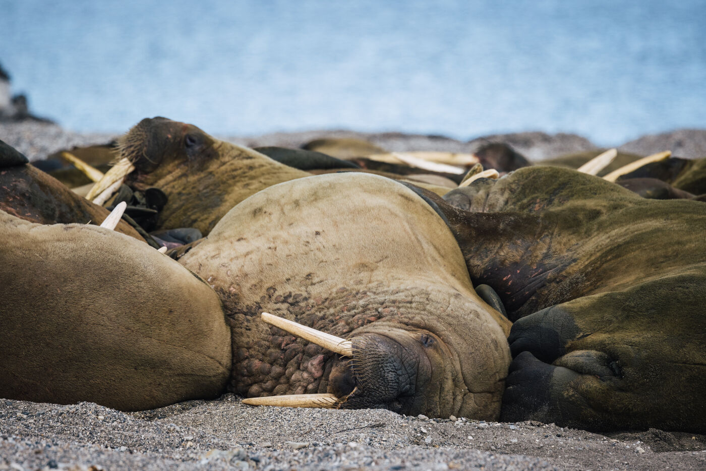 Close view of walruses piled together on the sand, tusks interlocking