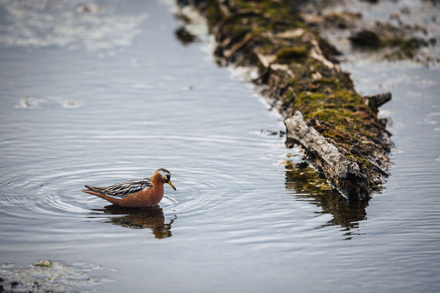 Phalarope in rusty breeding plumage paddling beside a driftwood log