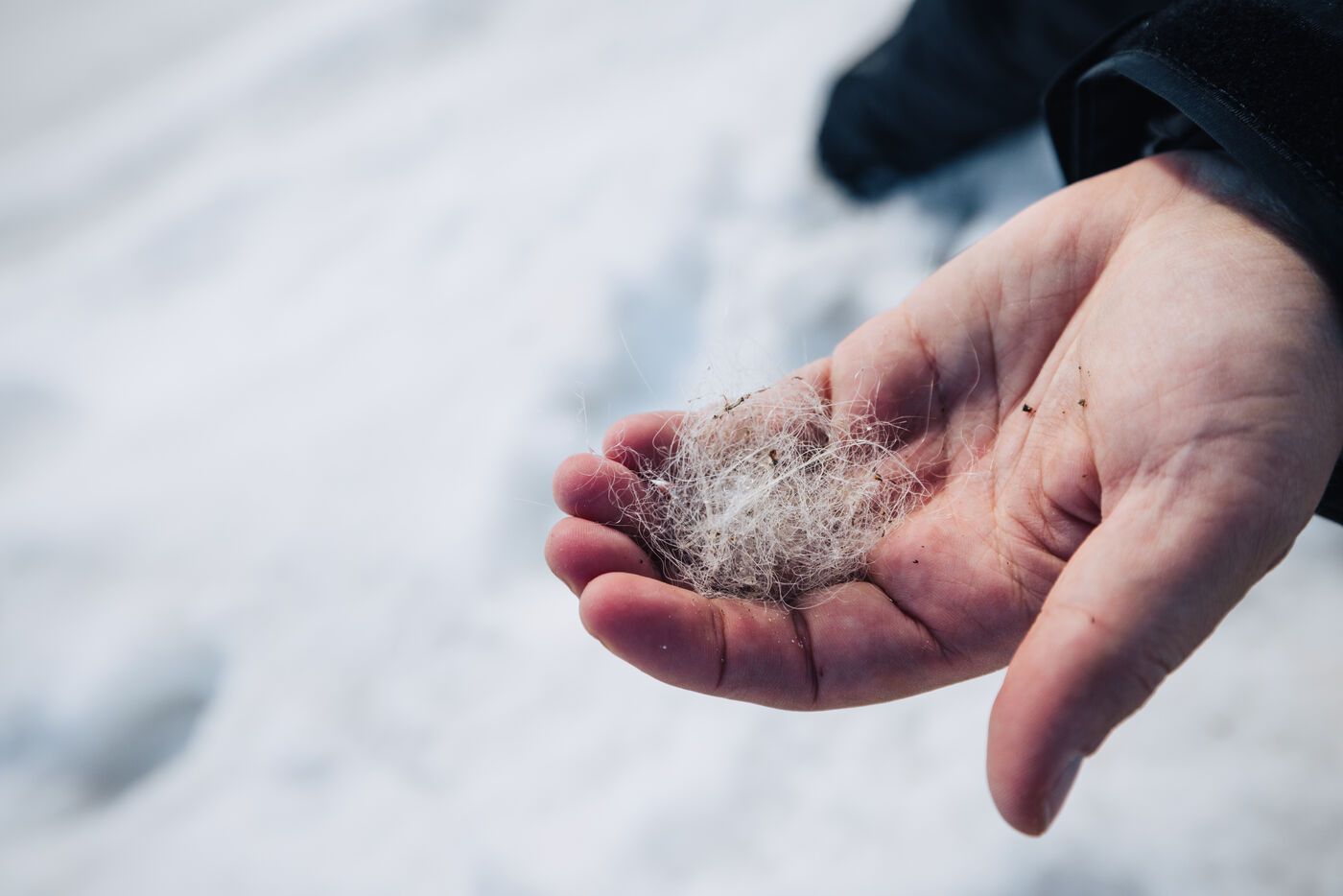 Hand cupping a wispy white tuft picked up from the snow
