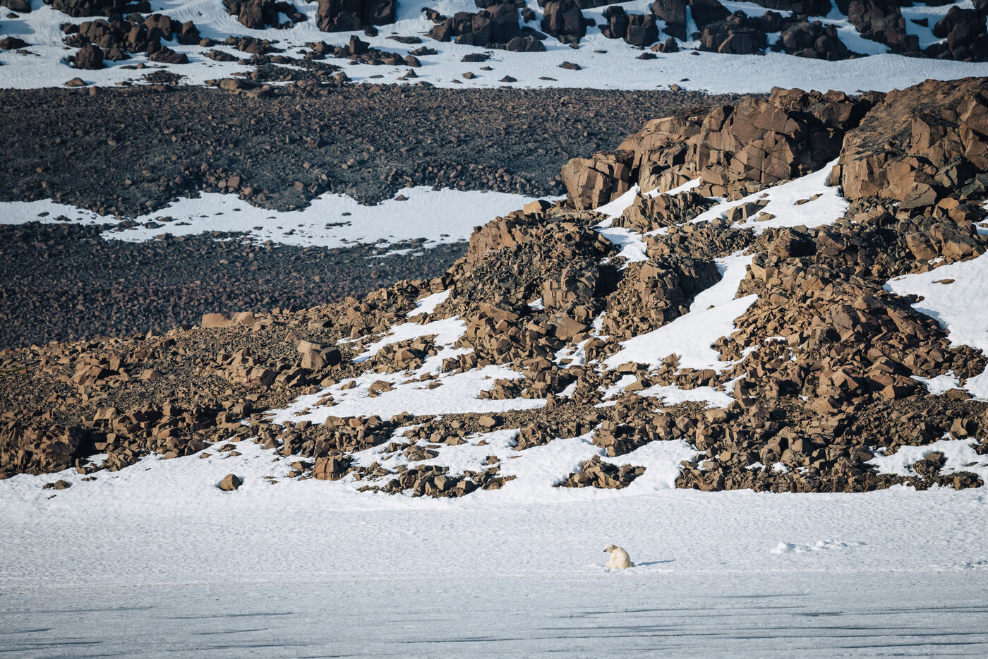 Distant polar bear resting on the sea ice below a rocky slope