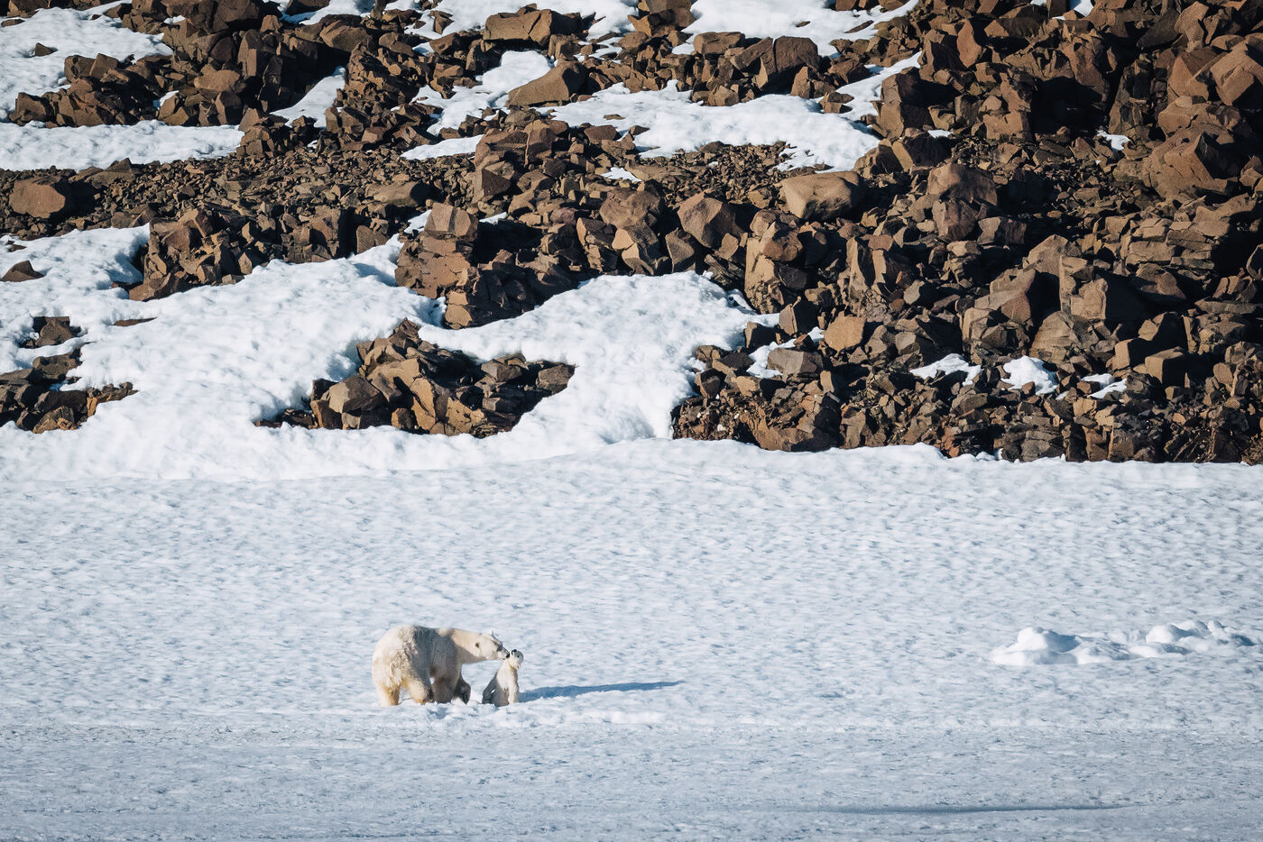 Bear walking across sea ice