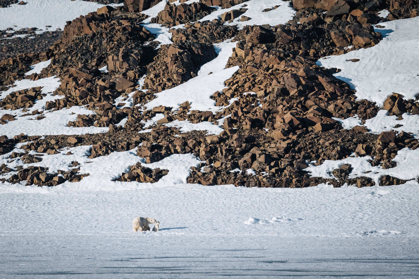 Polar bear standing on the snow beneath a boulder-strewn slope