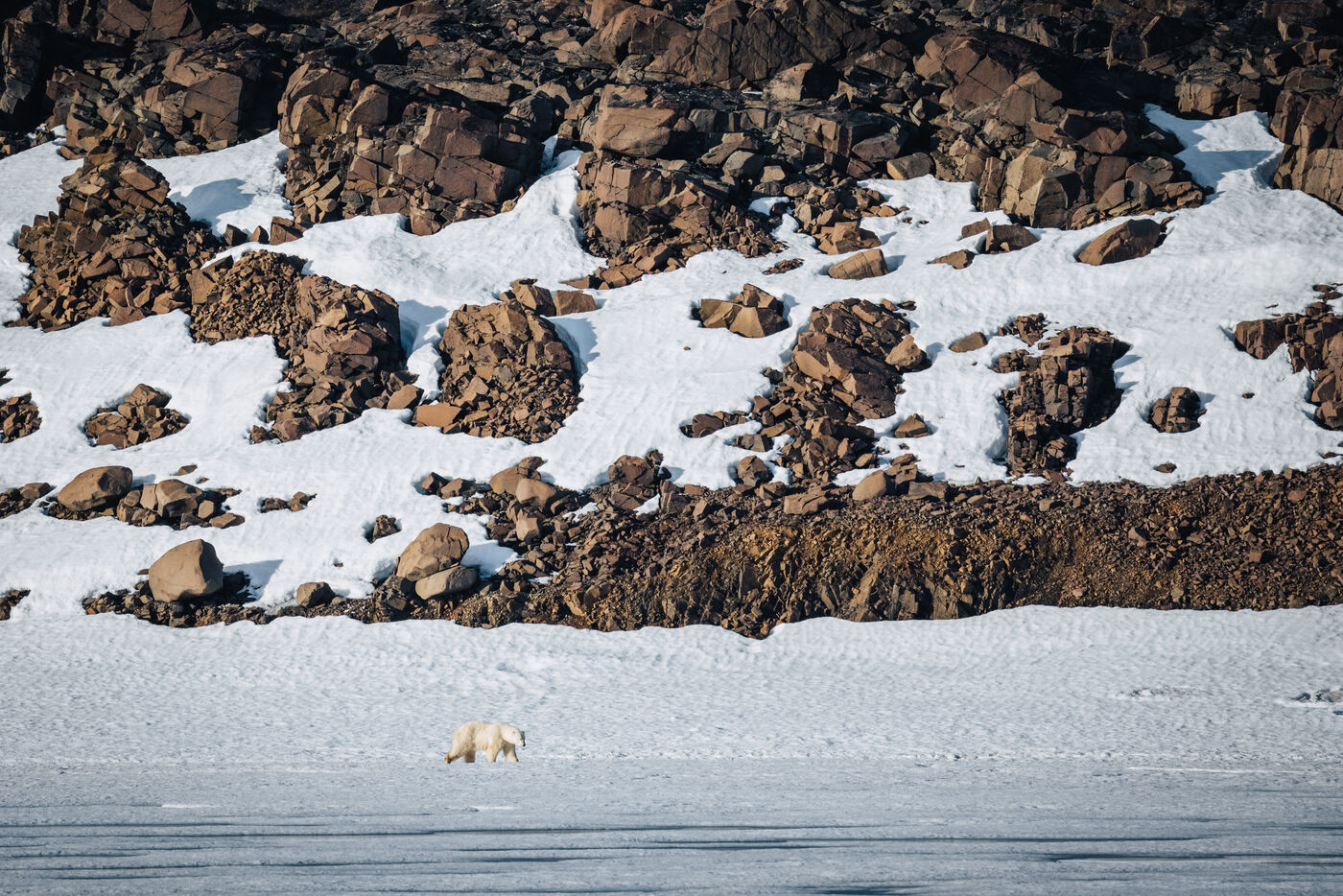 Polar bear on the snow below a boulder-strewn slope