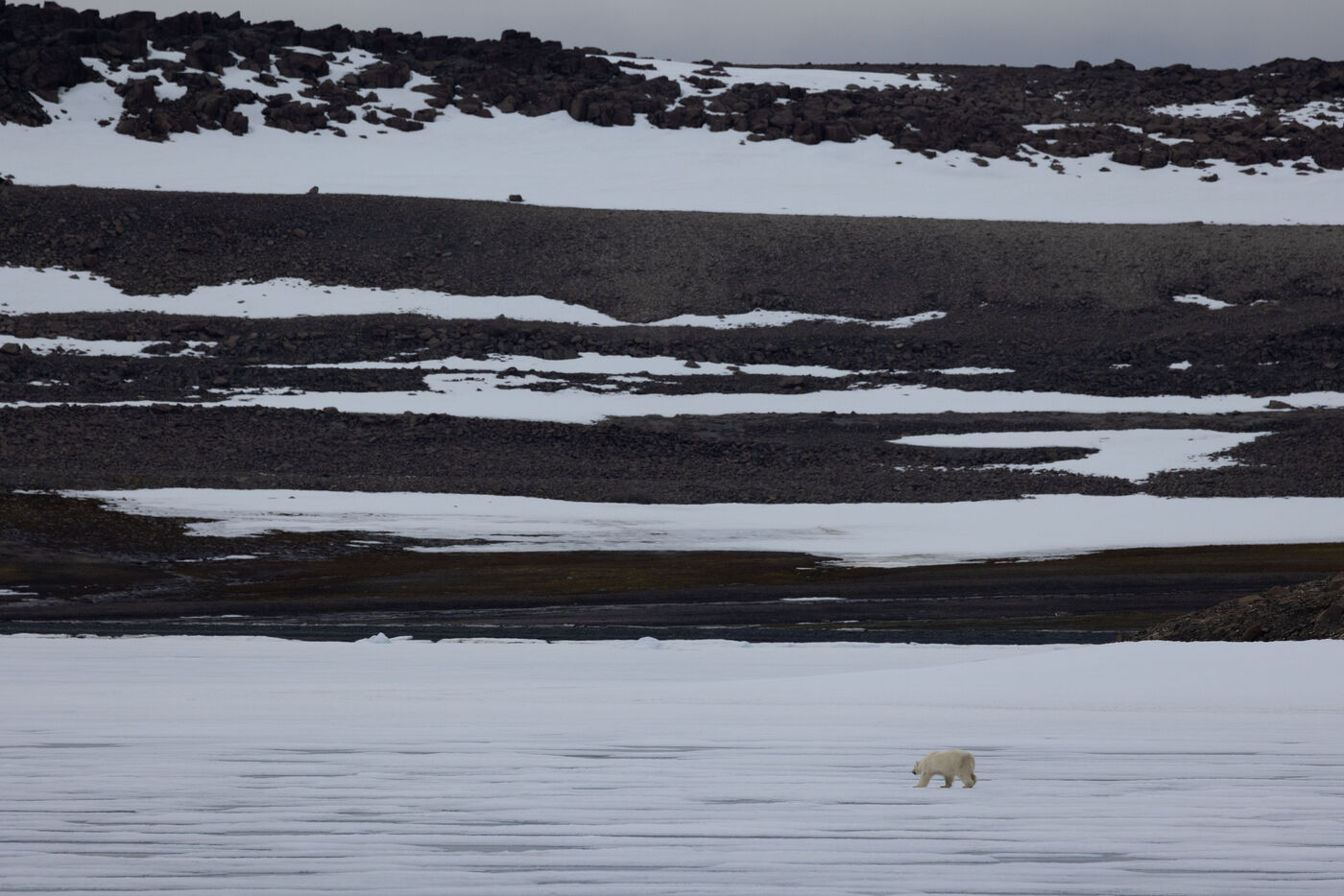 Tiny polar bear on the ice beneath dark bands of rock and snow