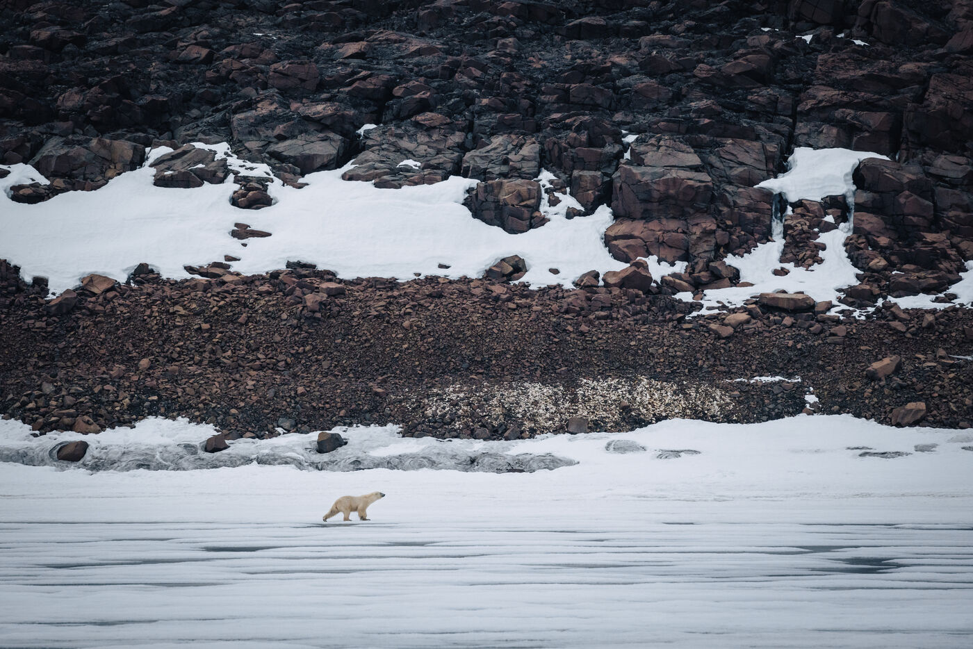 Polar bear walking on the ice below a dark rocky slope