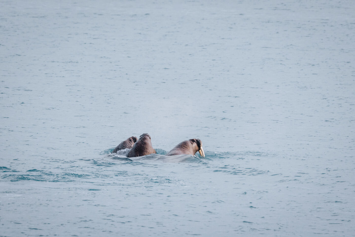 Three walruses swimming together in open water