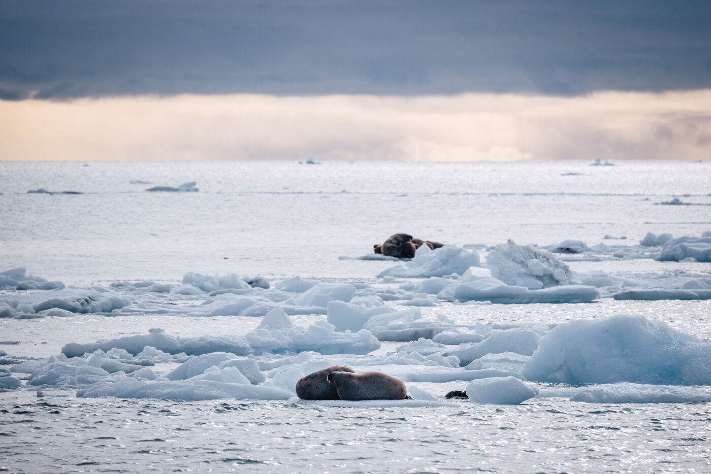 Walruses hauled out on ice floes under a low bank of cloud