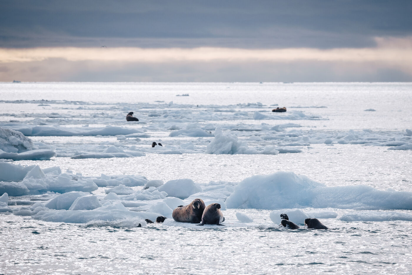 Multiple walruses clustered on white ice floes