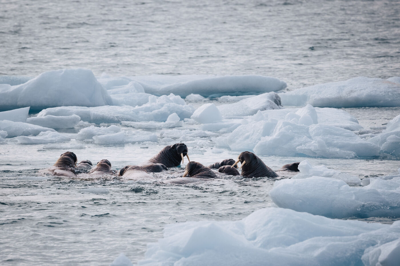 Walruses in water between ice chunks, heads above surface