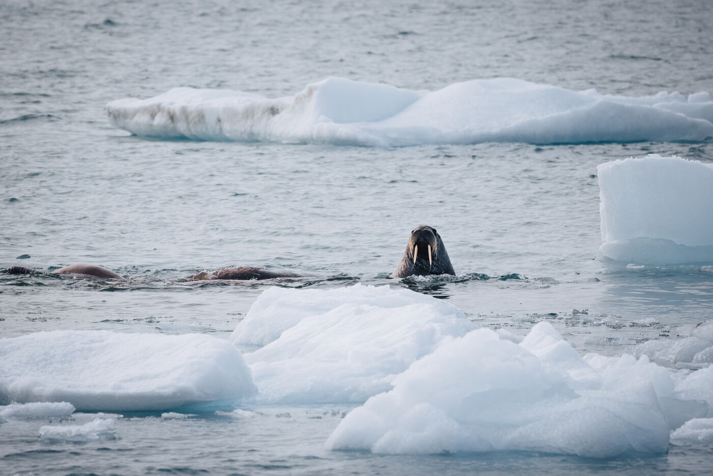 Single walrus surfacing among white ice chunks