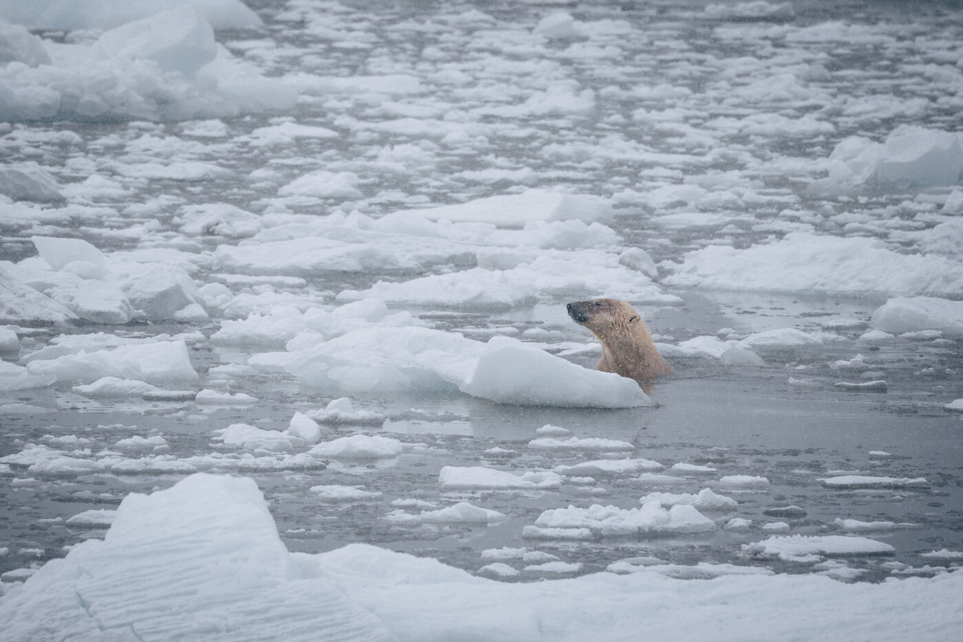 Polar bear swimming among broken sea ice, head just above the surface