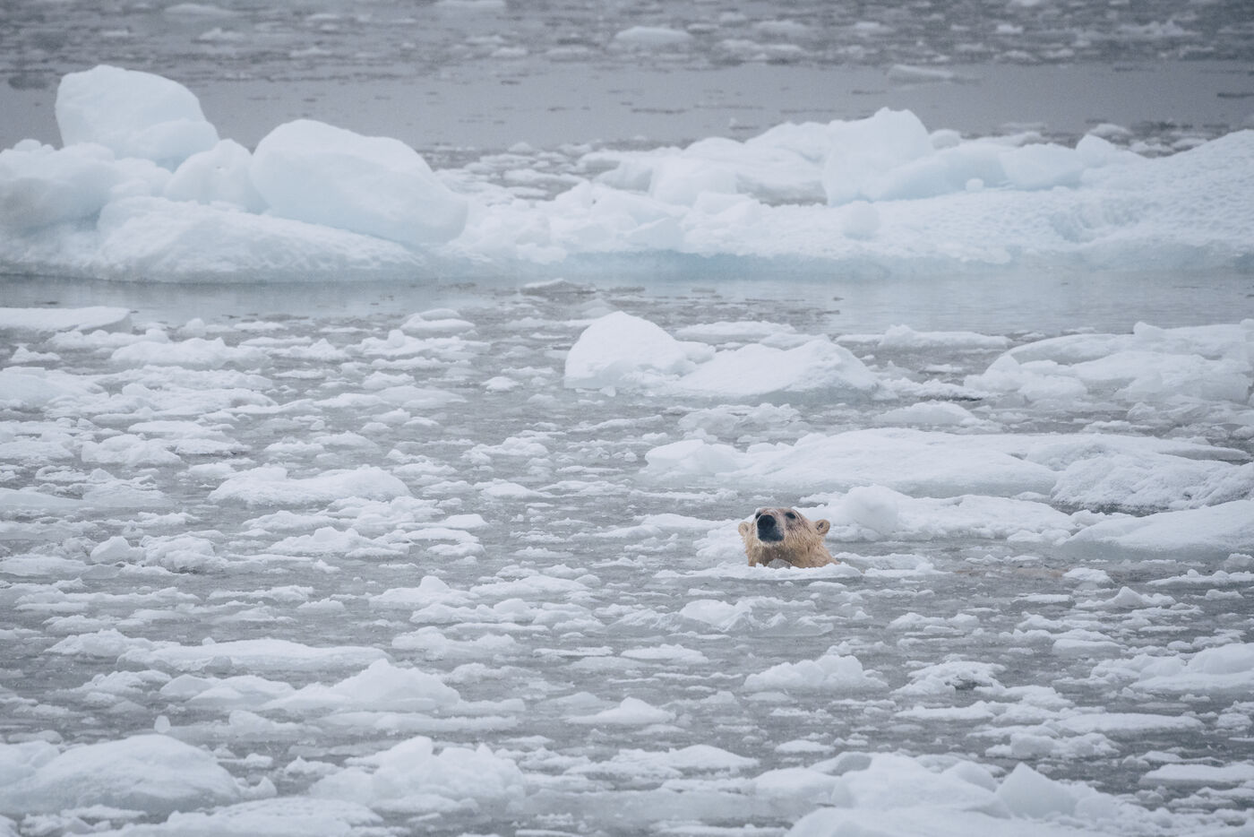 Polar bear swimming through the pack ice