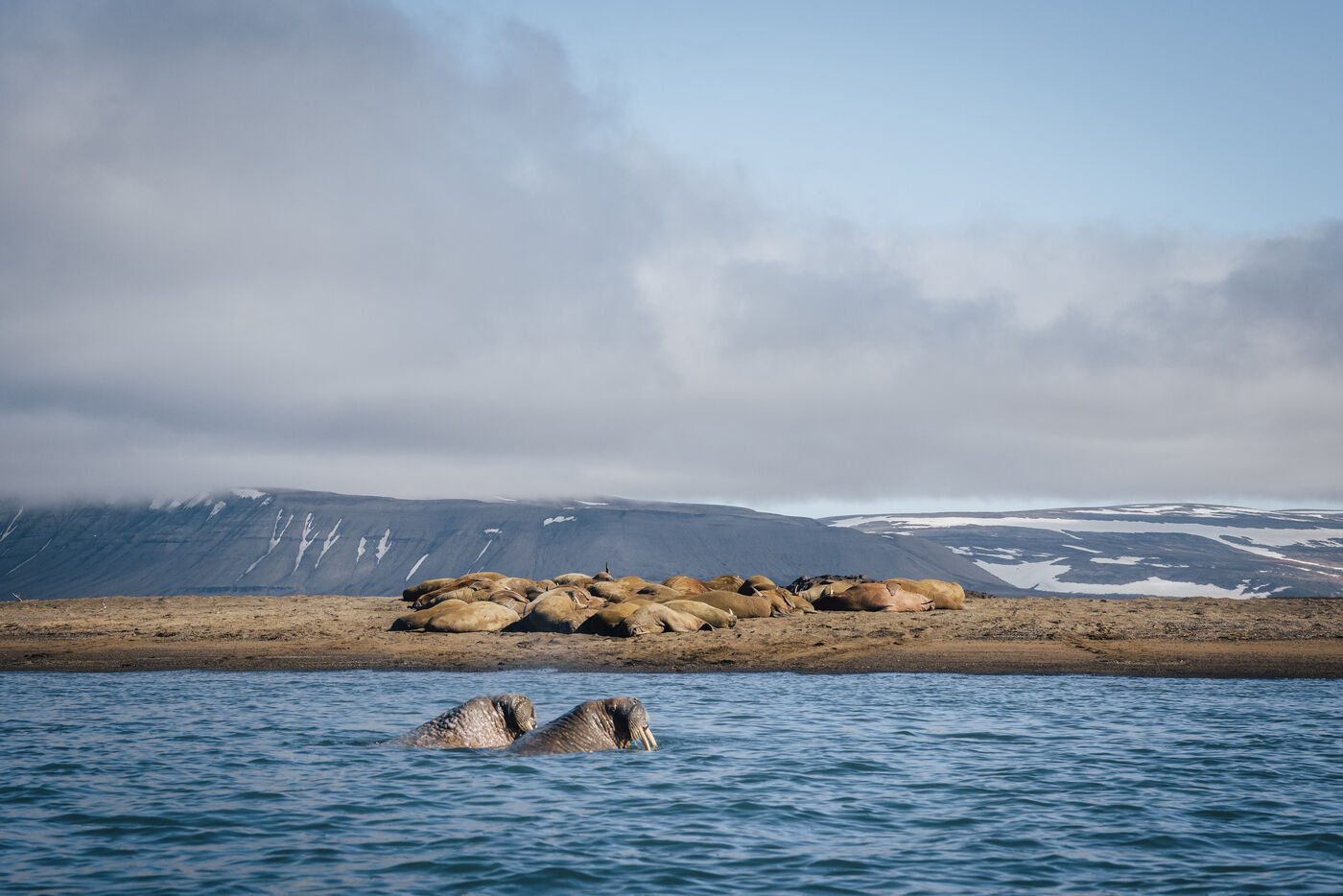 Walruses in water with snow-covered mountains in background