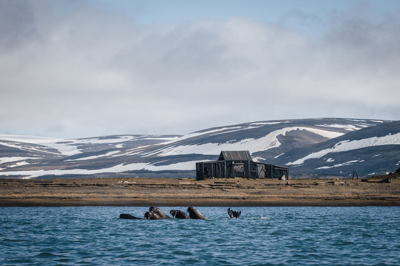 Walruses swimming offshore below the trapper's cabin