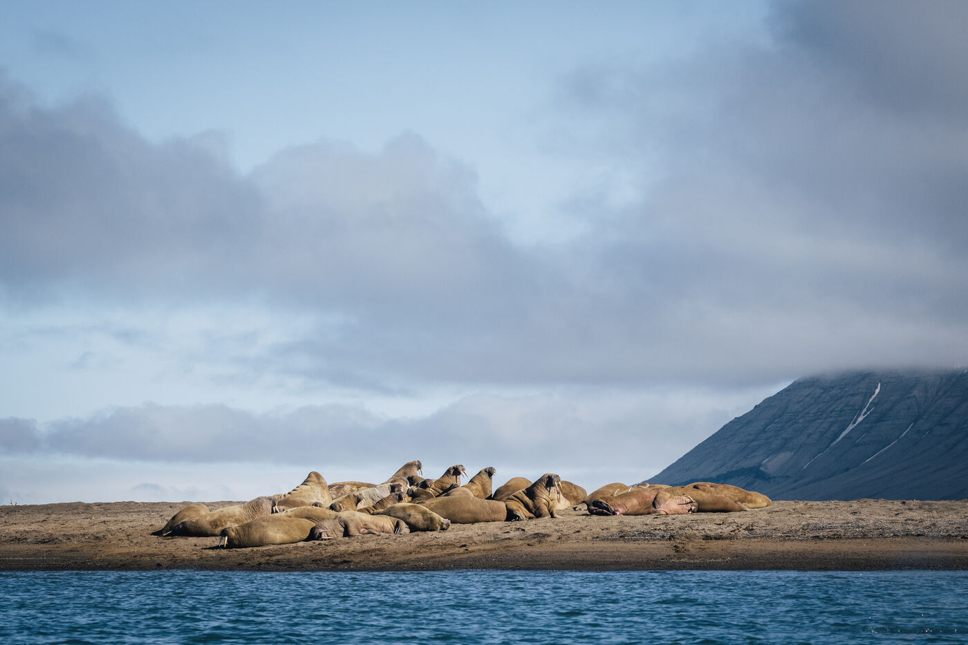 Walrus haul-out on the beach seen from the water, mountains behind