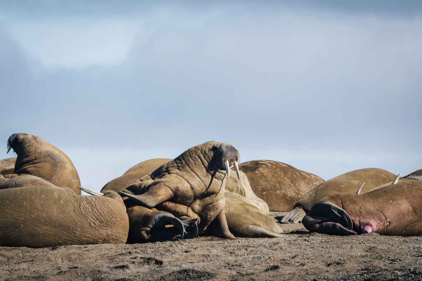 Walruses piled on the beach, one raising its tusks