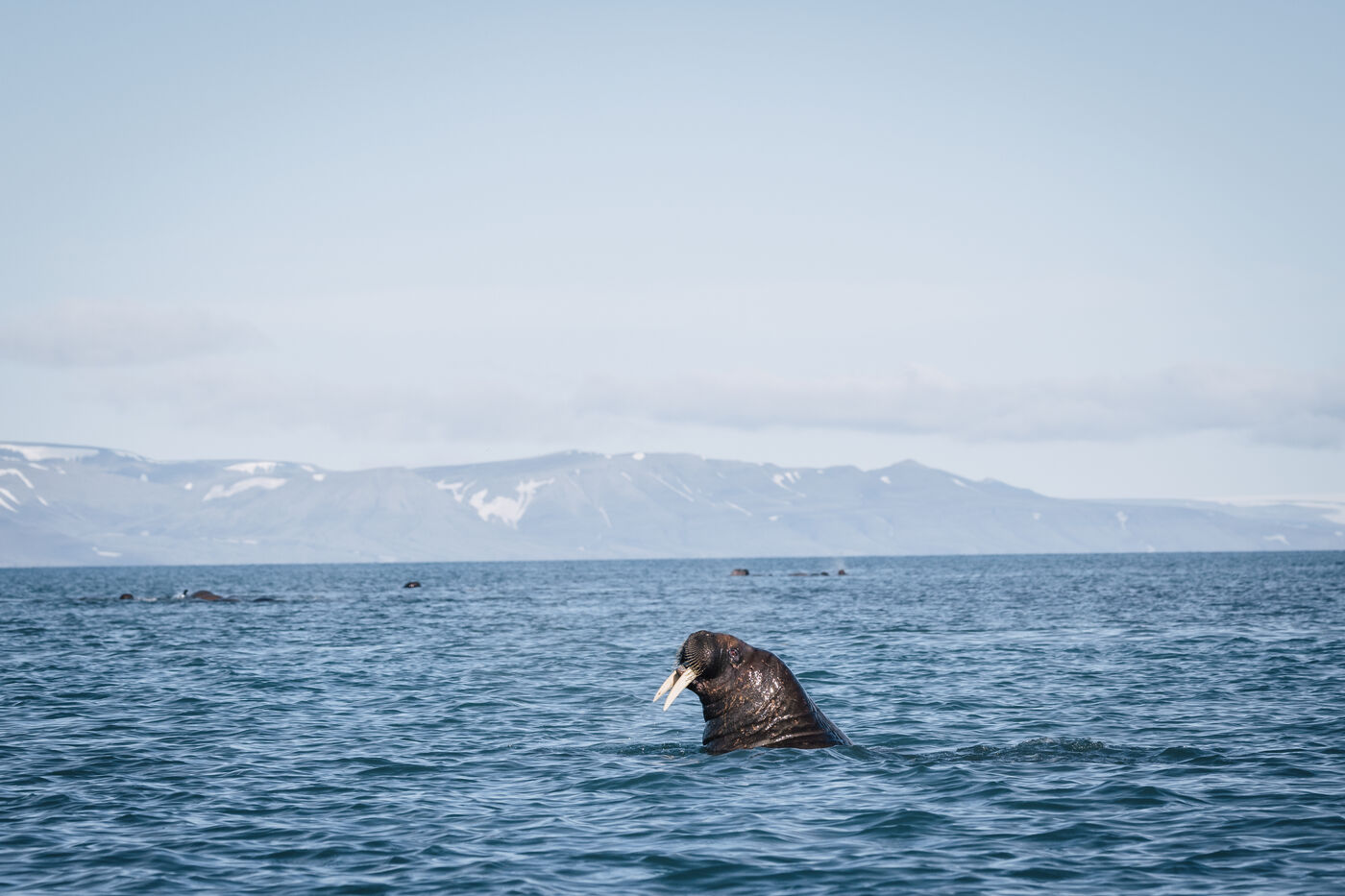 Walrus surfacing in open water with mountains beyond