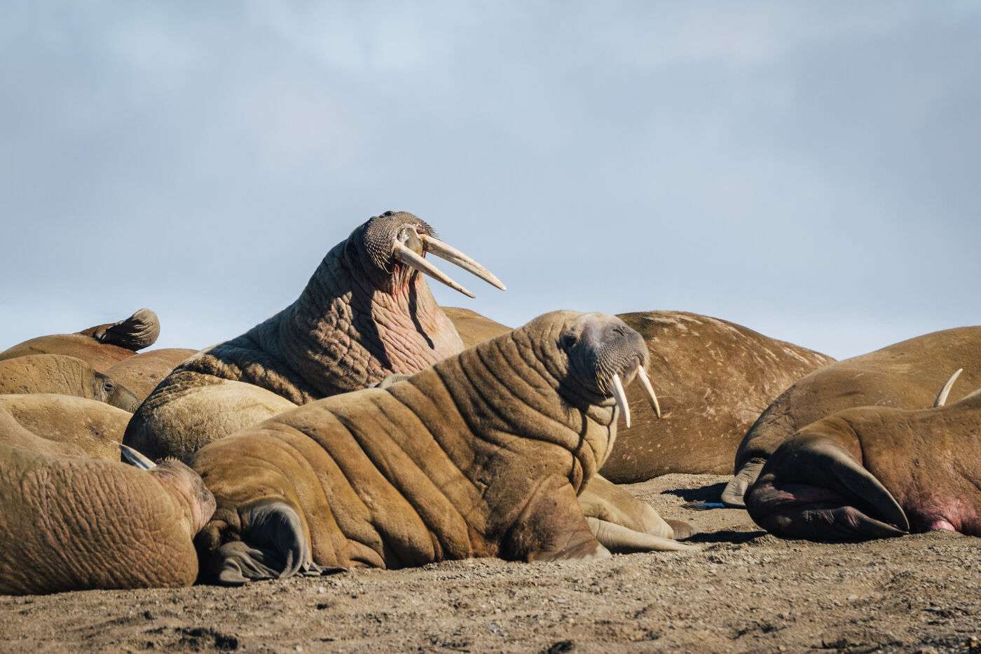 Walruses on the beach, one rearing up with tusks raised