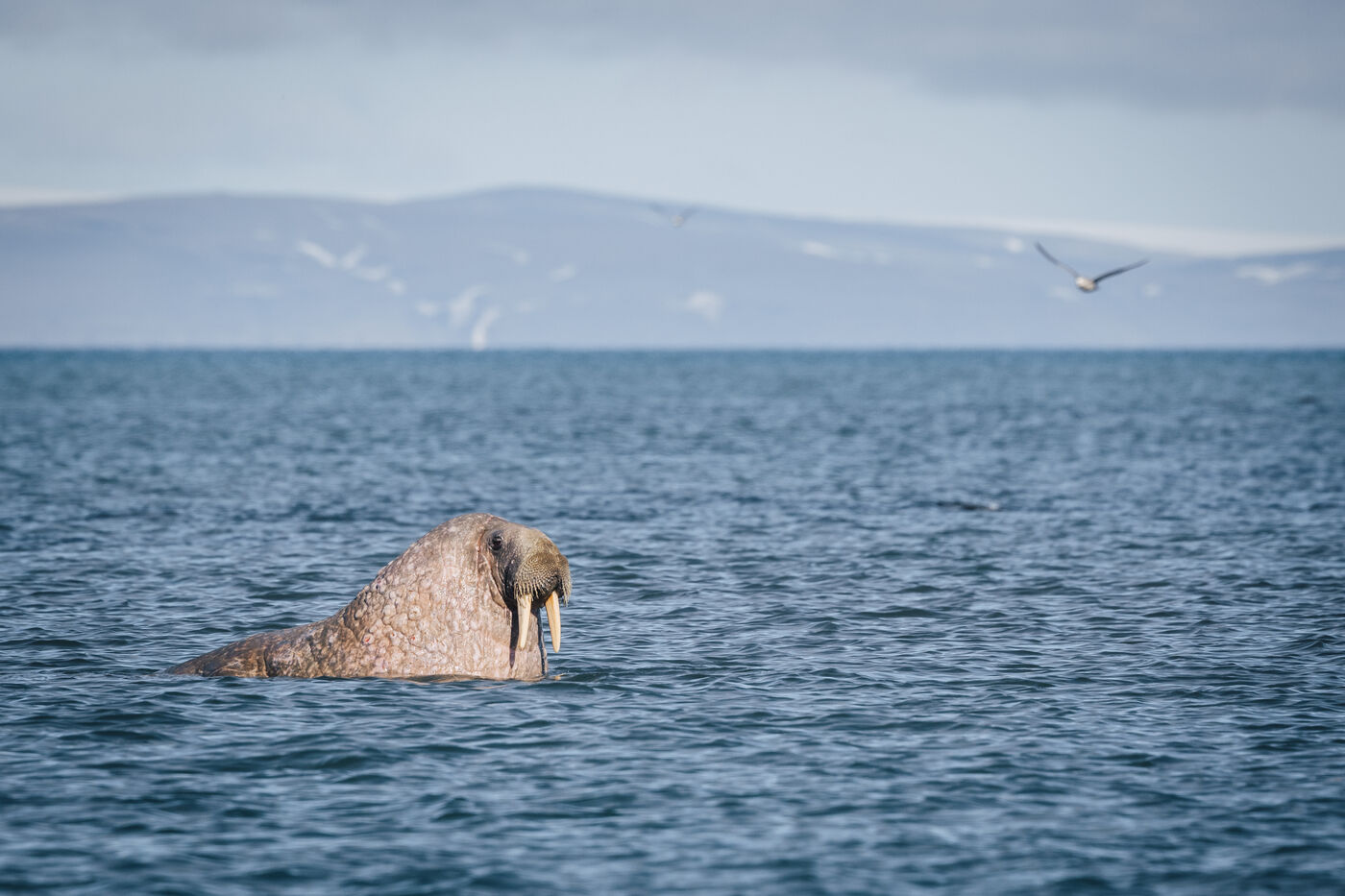 Walrus surfacing, its flushed pink skin catching the light