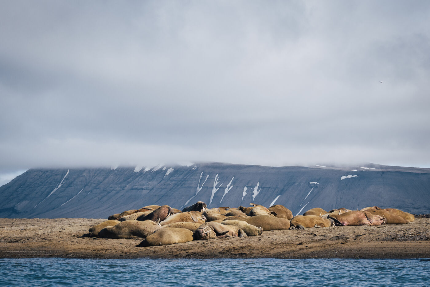 Walruses on beach, adults and younger animals in pile