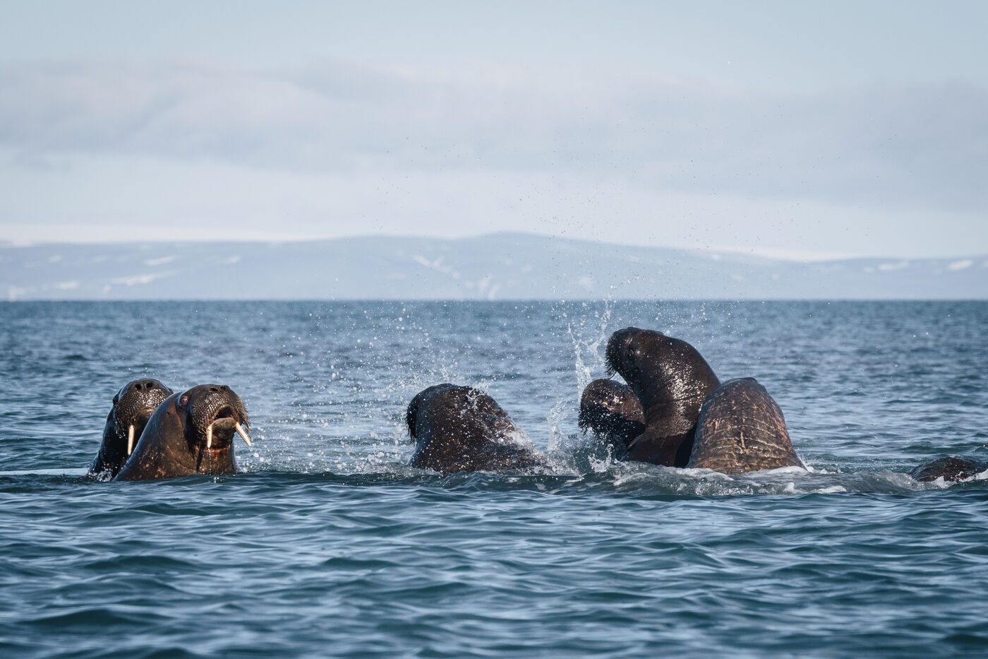 Multiple walruses in water with tusks visible above surface