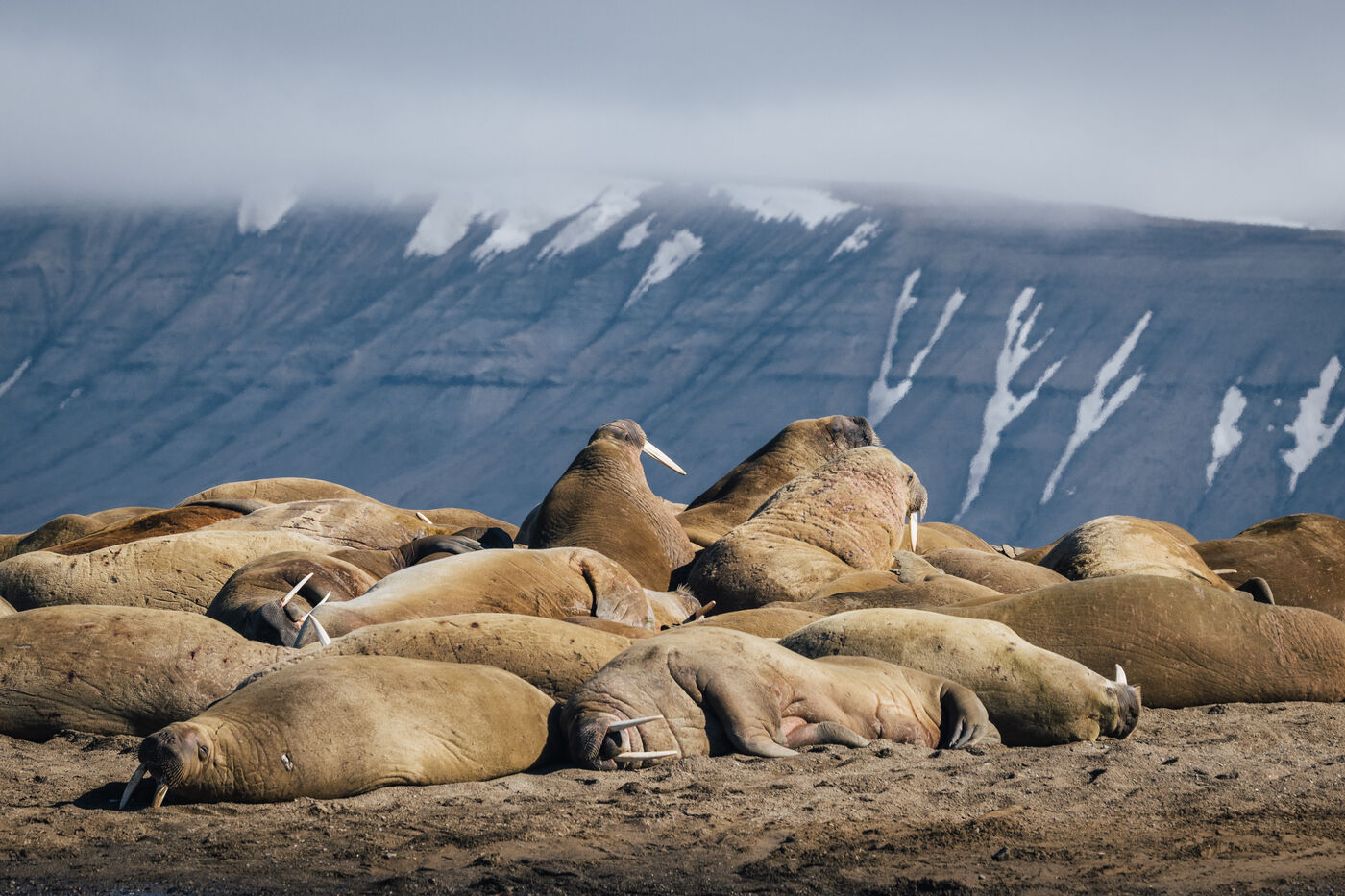 Massive cluster of walruses with snow-covered mountain range in background