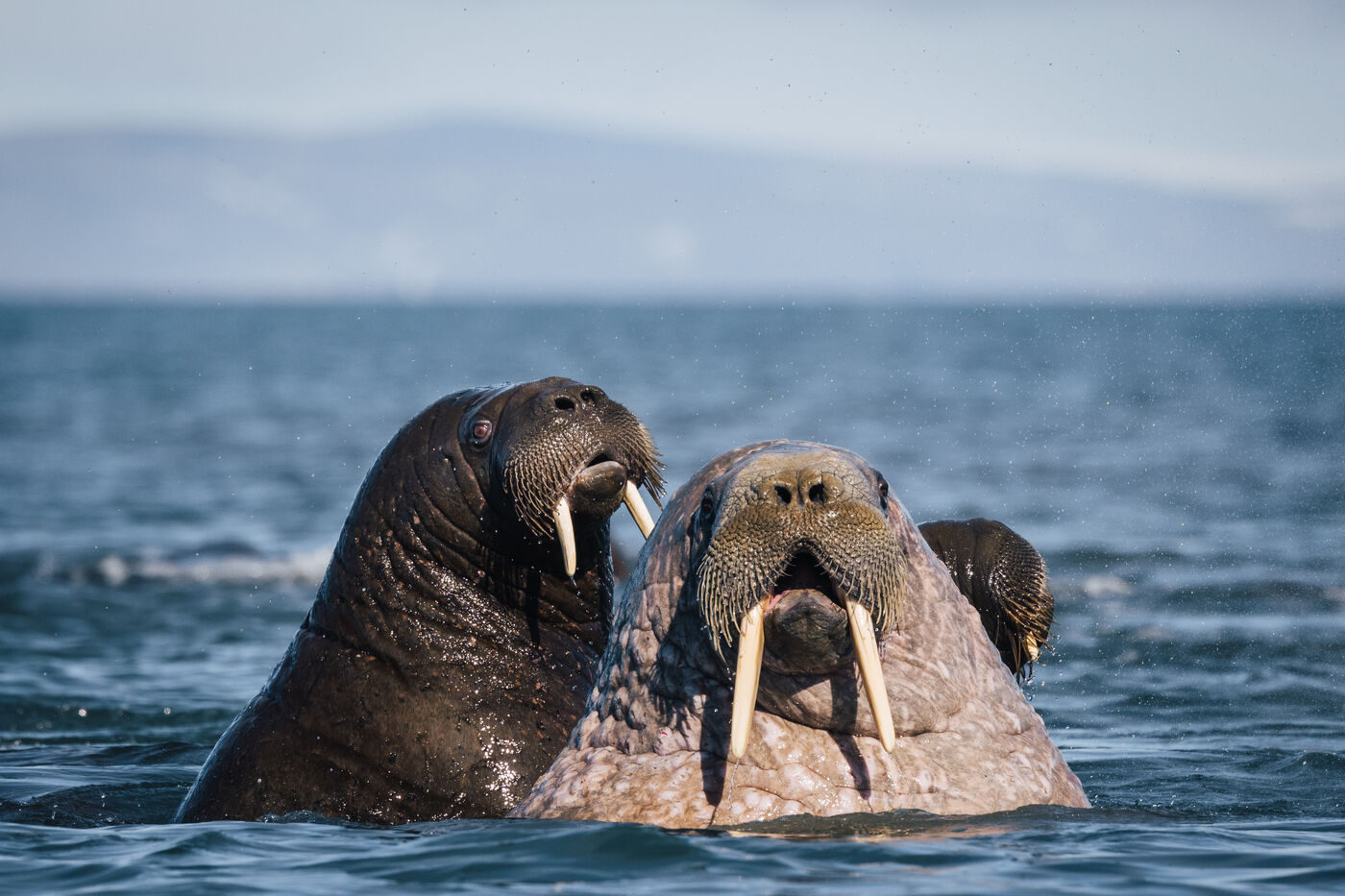 Three walruses surfacing side by side, tusks and whiskers dripping