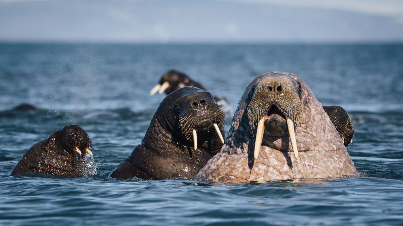 Multiple walruses in open water showing prominent tusks and heads above surface