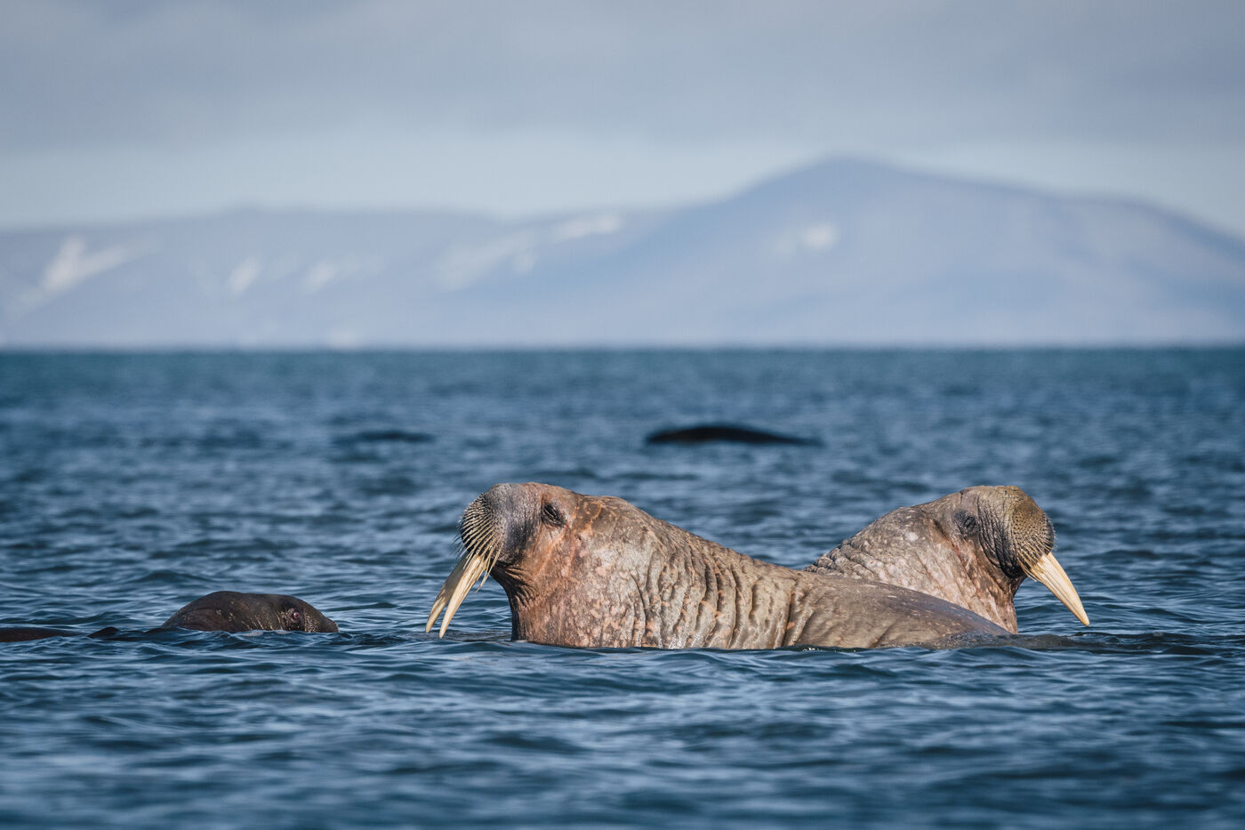 Two walruses swimming with a hazy mountain across the water