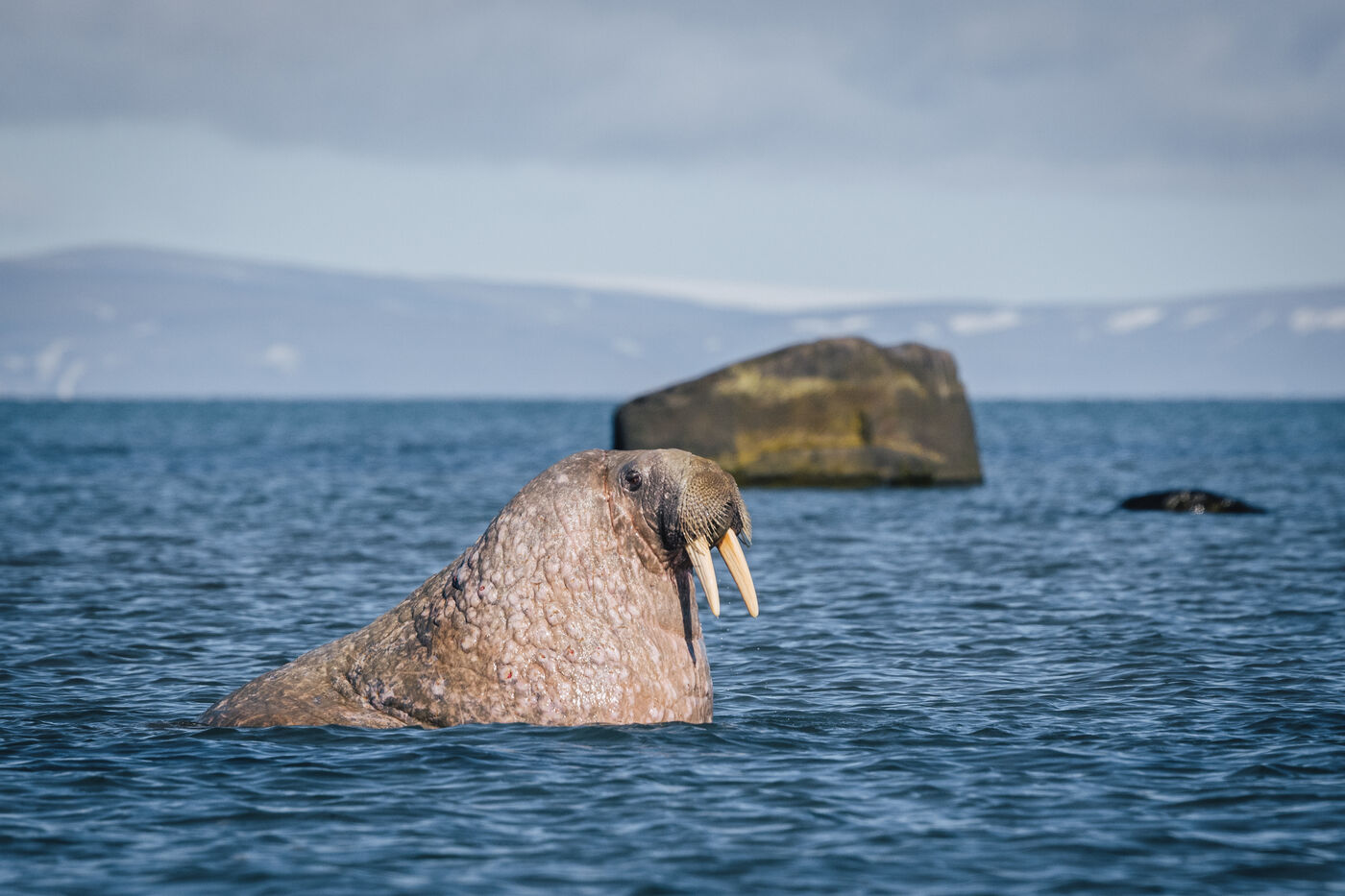 Single walrus visible above water surface with tusks prominent