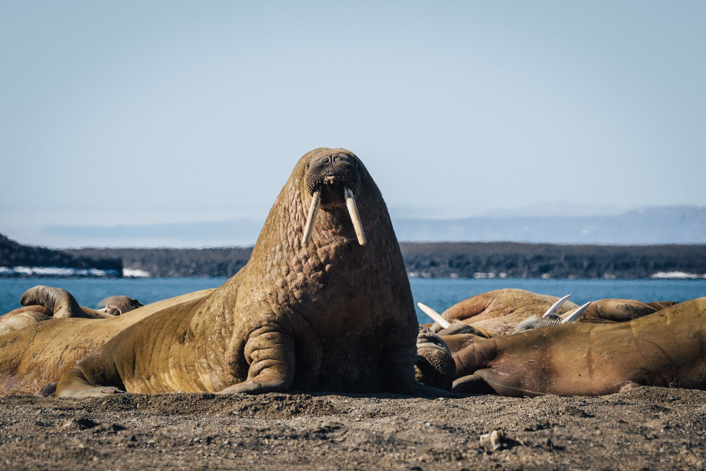 Walruses on rocky shore in massive congregation