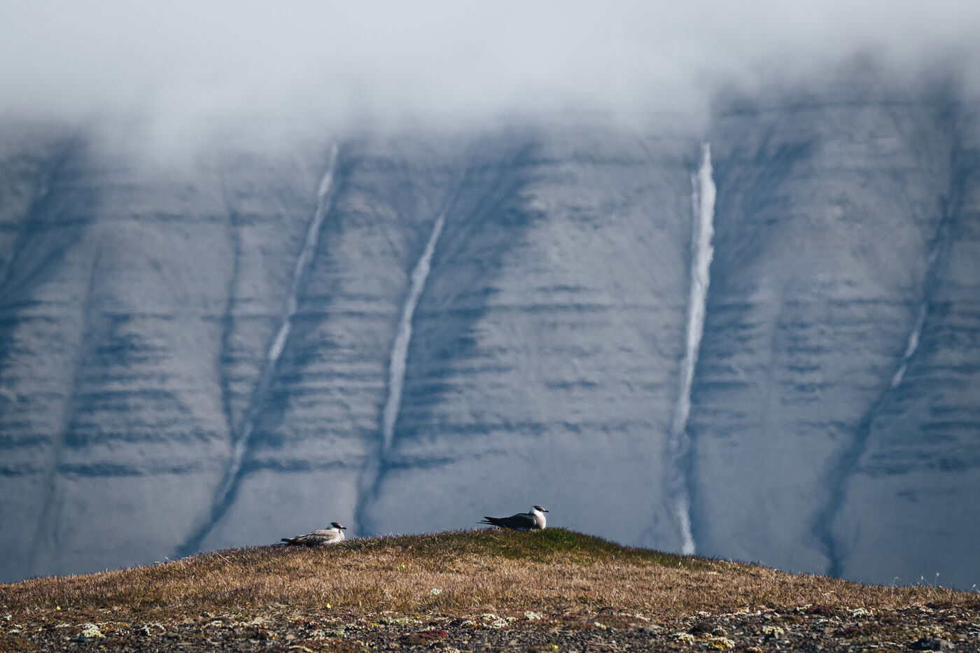 Two birds perched on a tundra mound beneath a snow-striped mountain wall