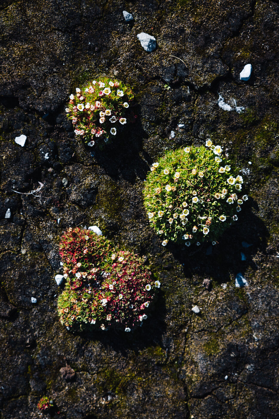 Cushions of tiny tundra flowers growing among dark rocks