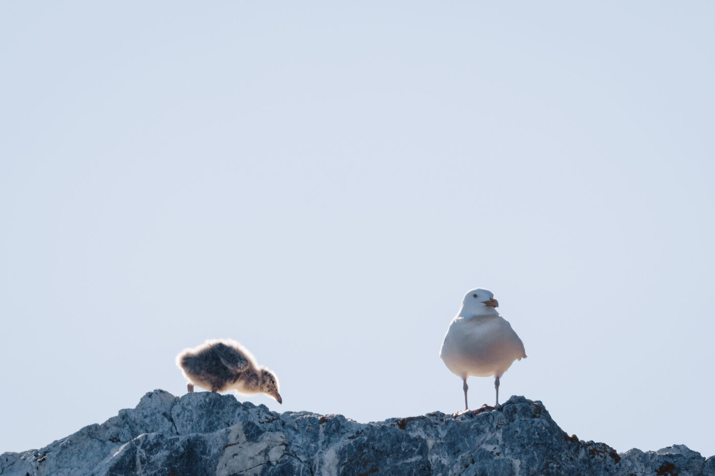 Gull and its fluffy chick standing on a rock against a pale sky