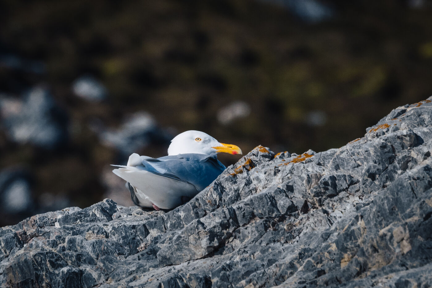 Gull resting on a lichen-speckled rock ledge