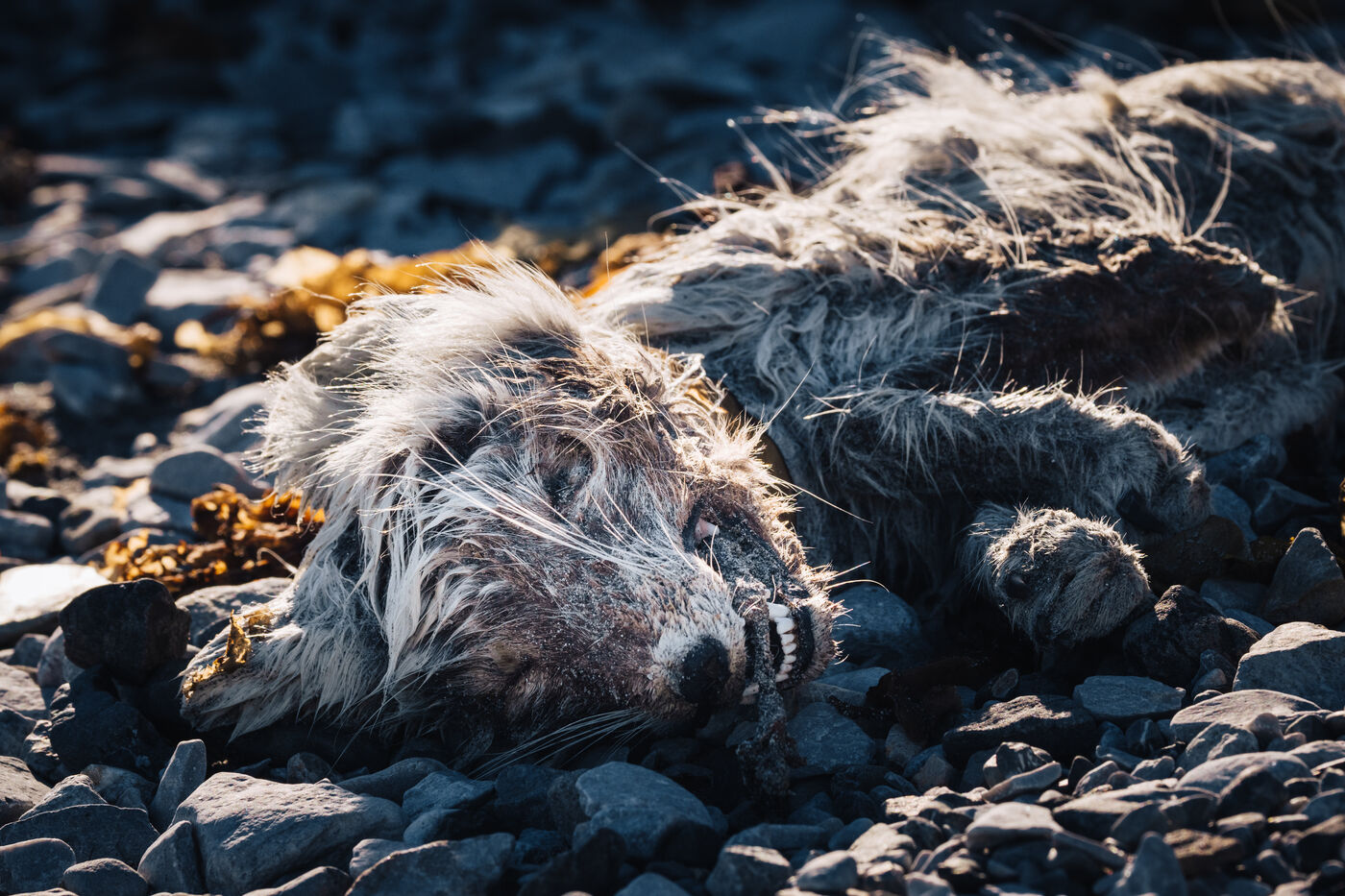 Fur-covered animal carcass lying on the stony beach