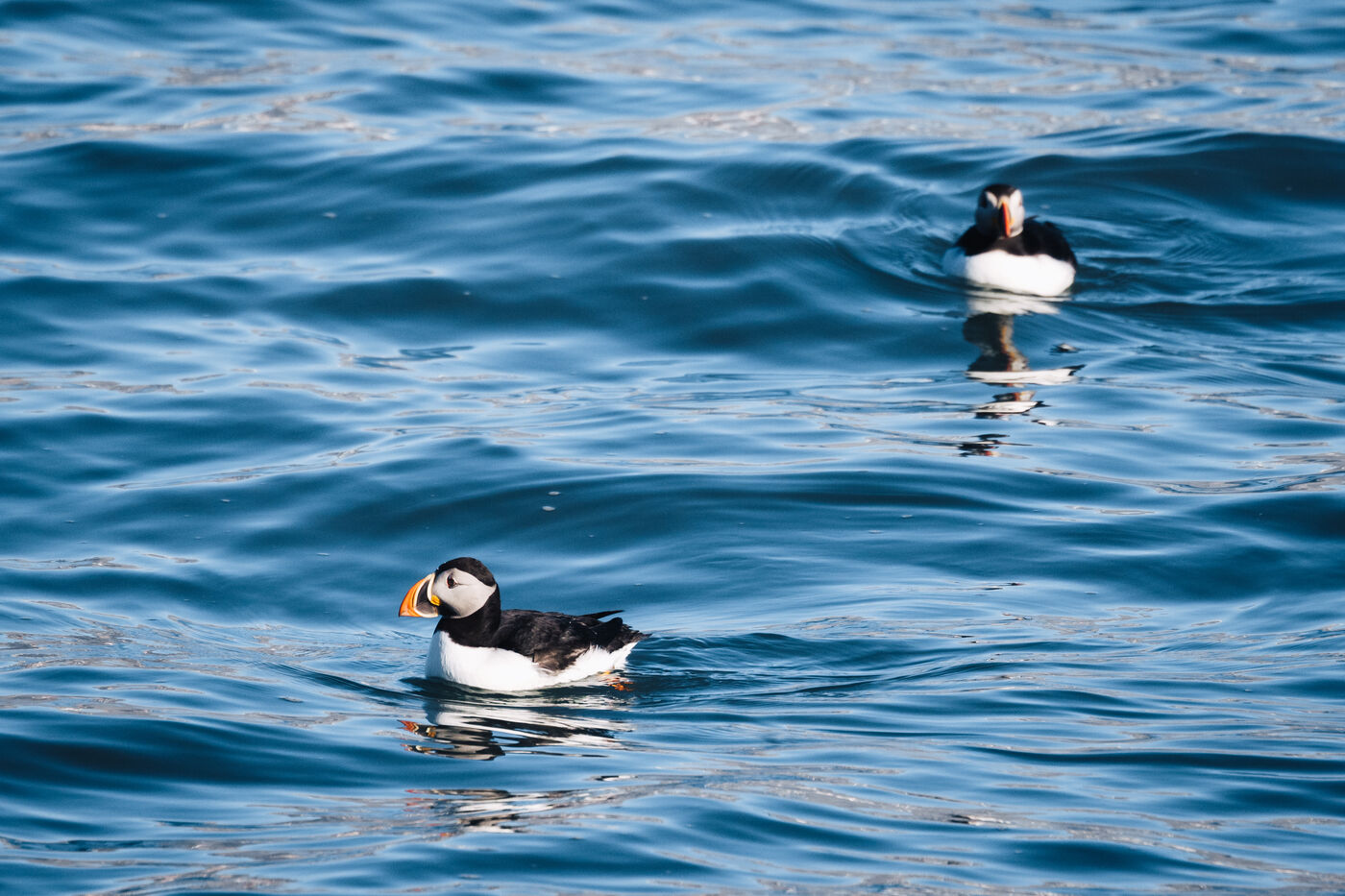 Two Atlantic puffins swimming on deep blue water